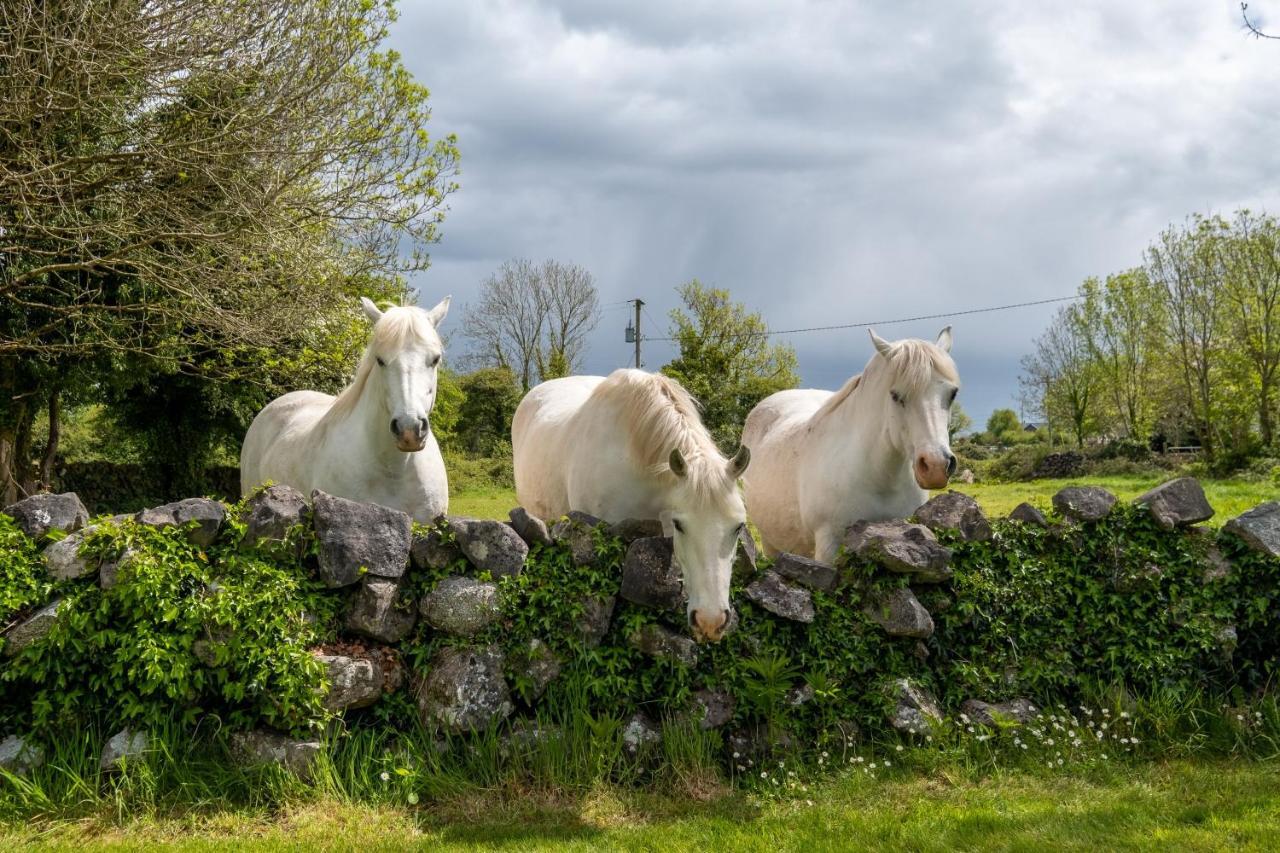 Luxury Apartment, Bed And Breakfast Galway Buitenkant foto